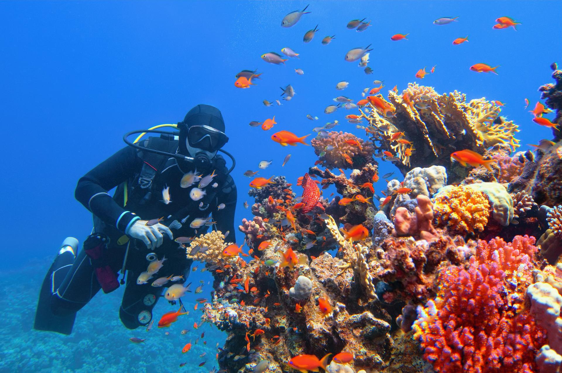 Scuba diver near beautiful coral reef surrounded with shoal of colorful coral fish and butterfly fish
